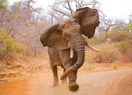 elephant Attack