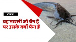 Ban Mangur Fish News